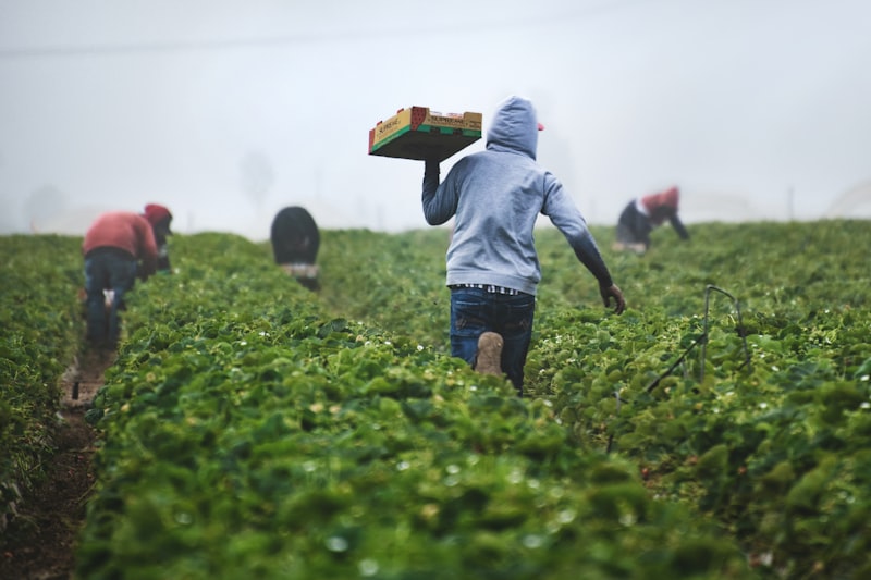 Restoring soil life with regenerative cultivation