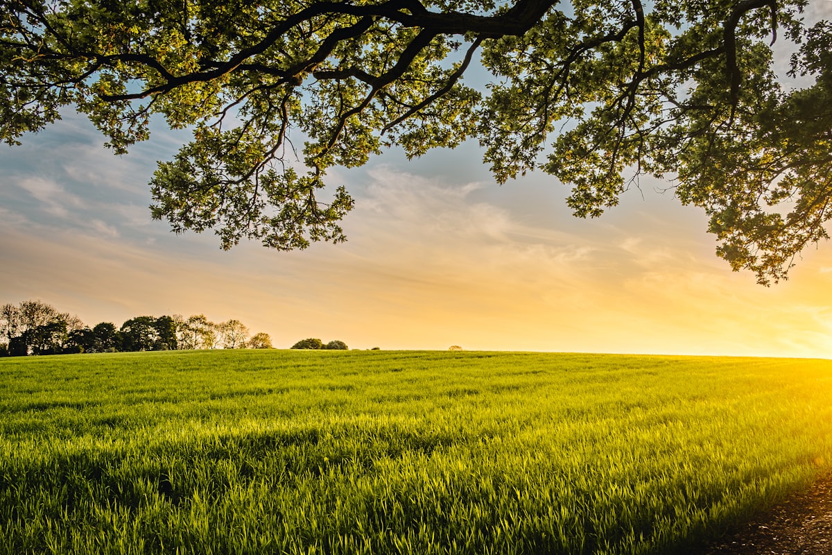 The role of the Netherlands in green energy